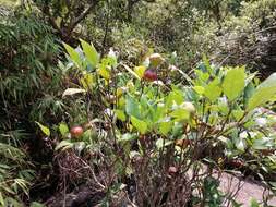 Image of Ficus variolosa Lindl. ex Benth.