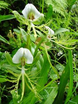 Image of Habenaria intermedia D. Don