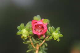 Image de Darwinia squarrosa (Turcz.) Domin