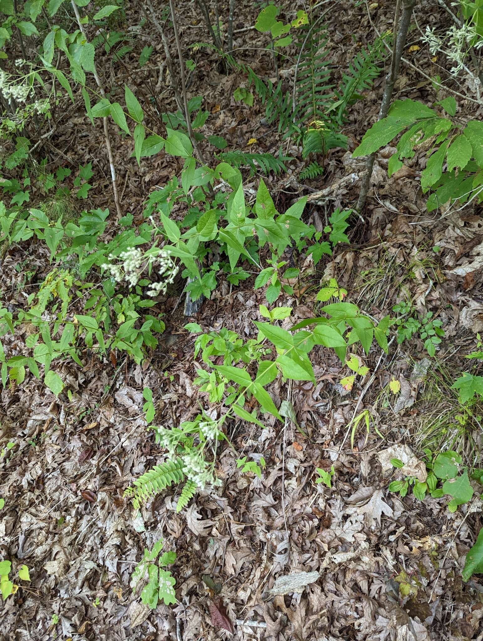 Image of Godfrey's thoroughwort