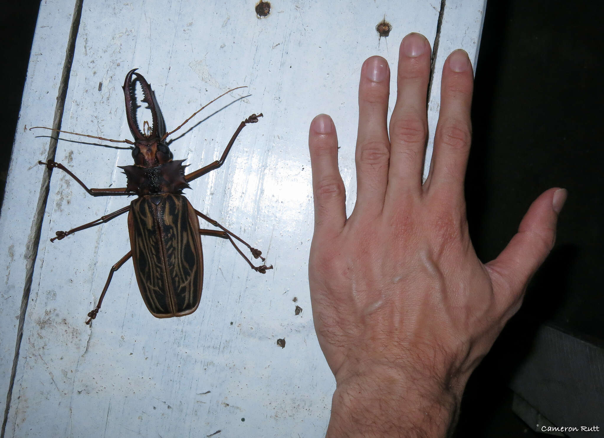 Image of Long-horned beetle