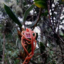 Image of Maxillaria platyloba Schltr.