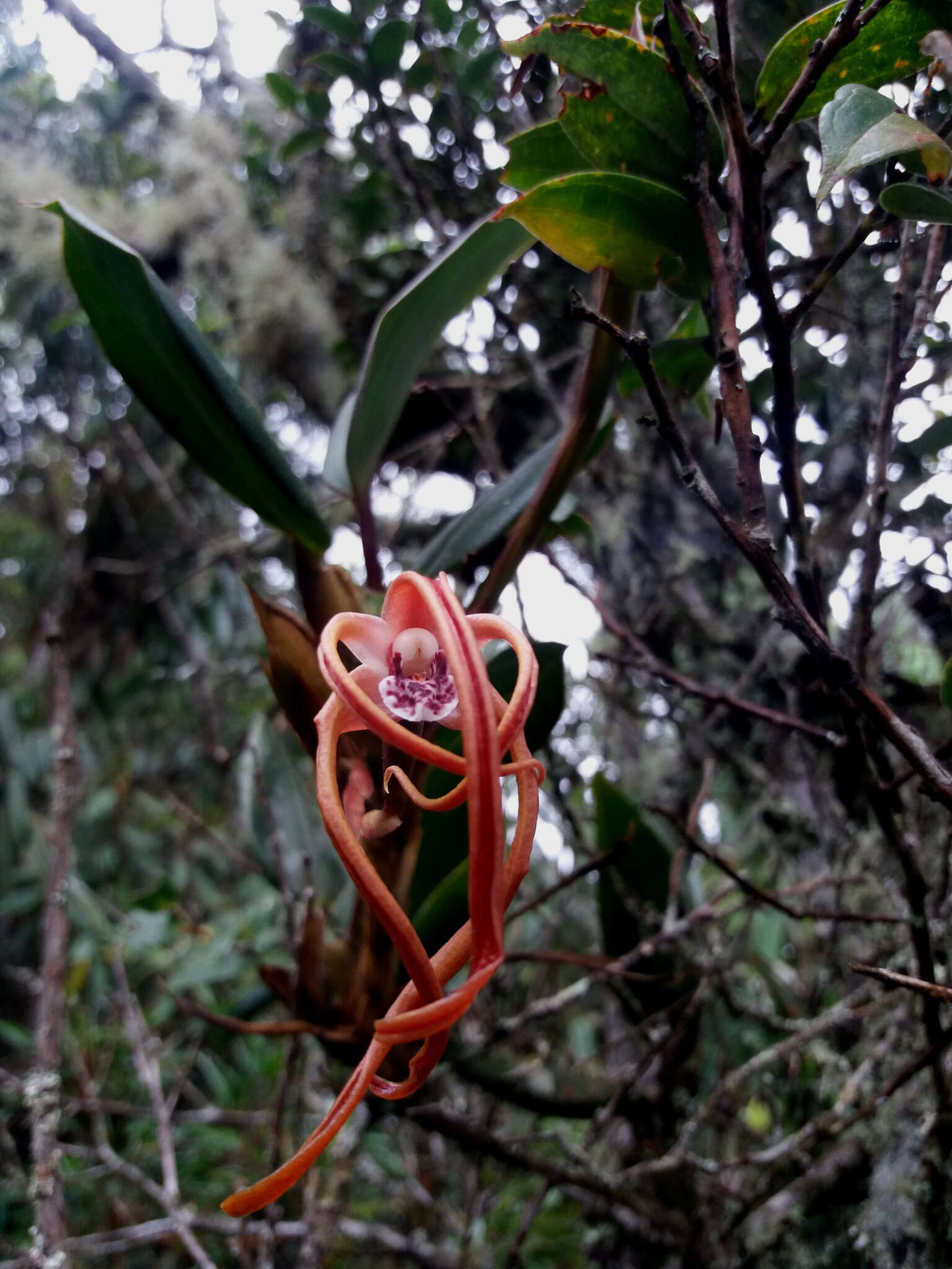 Image of Maxillaria platyloba Schltr.