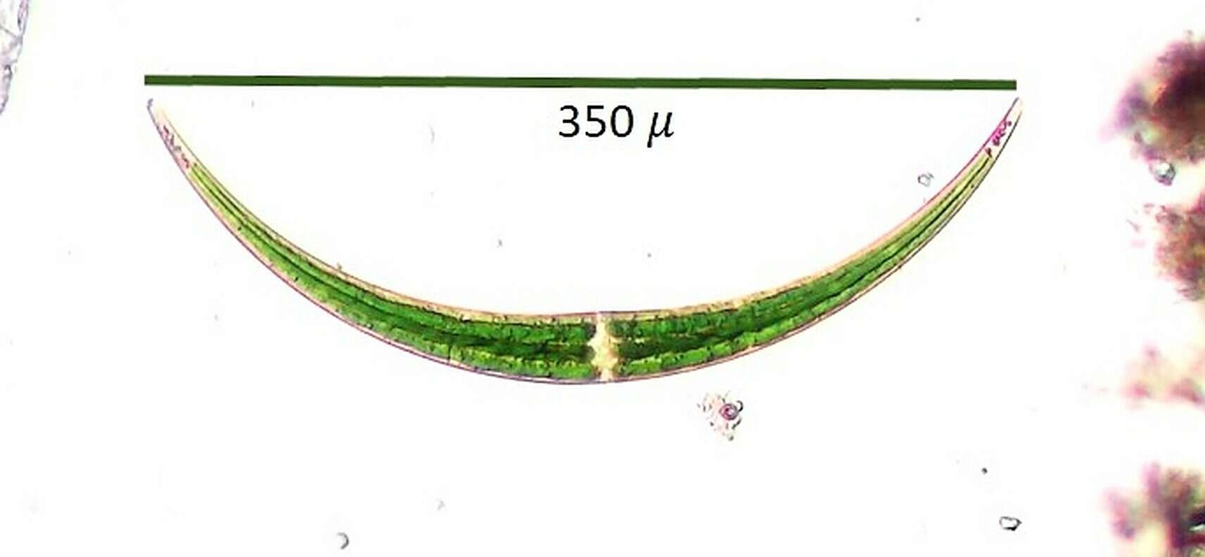 Image of <i>Closterium dianae</i> var. <i>arcuatum</i>