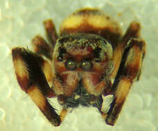 صورة Metaphidippus chera (Chamberlin 1924)