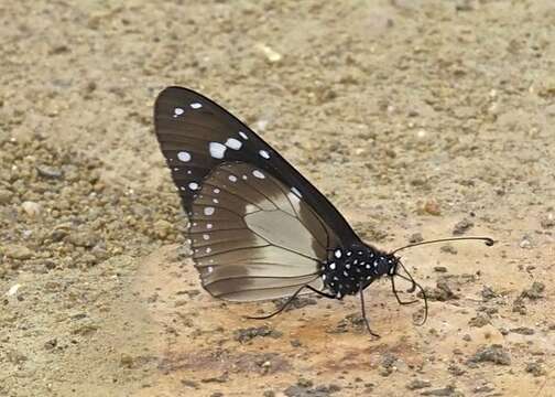 Amauris albimaculata magnimacula Rebel 1914的圖片