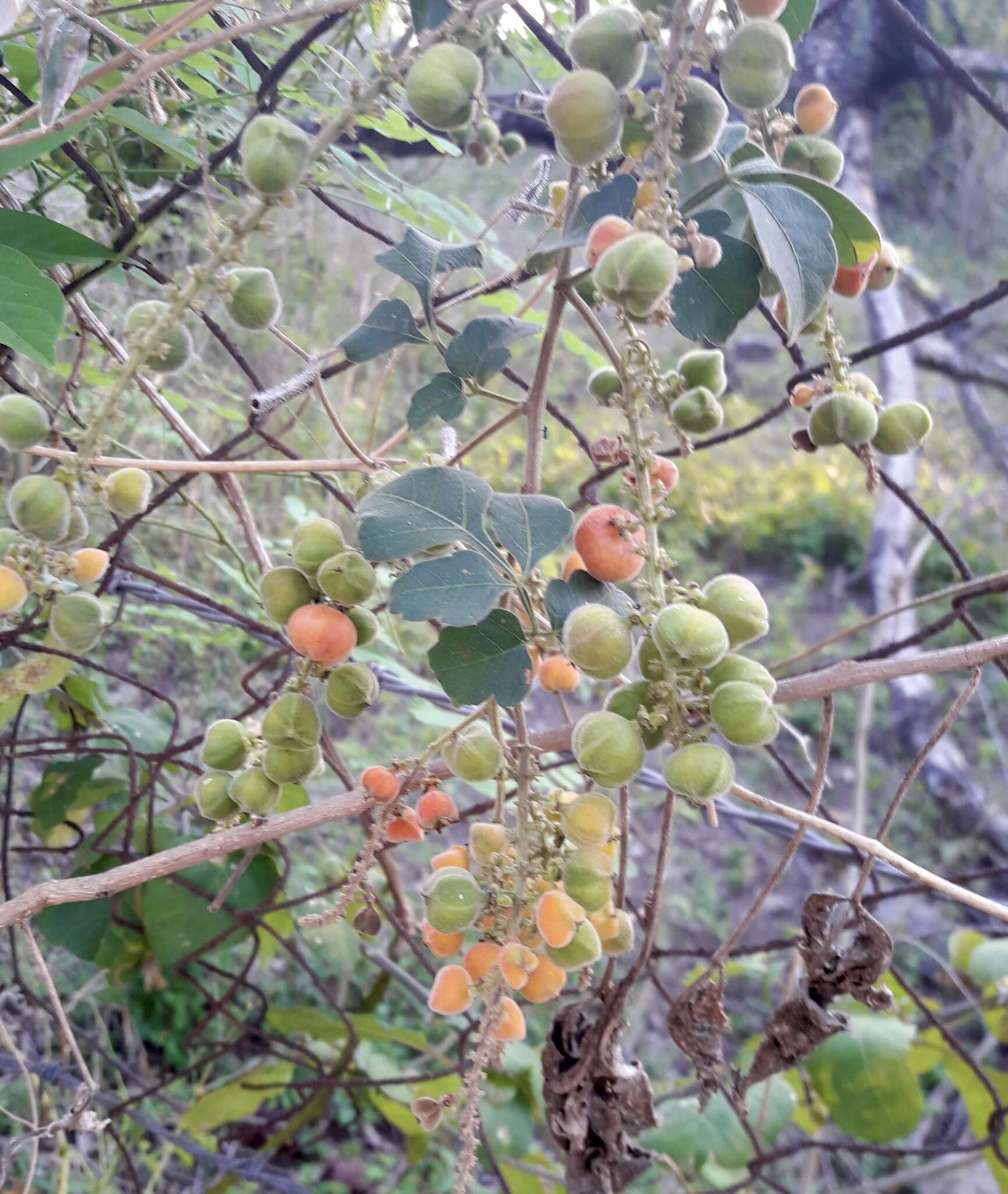 Image of Paullinia tomentosa Jacq.