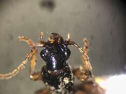 Image de Cymindis (Cymindis) neglecta Haldeman 1843