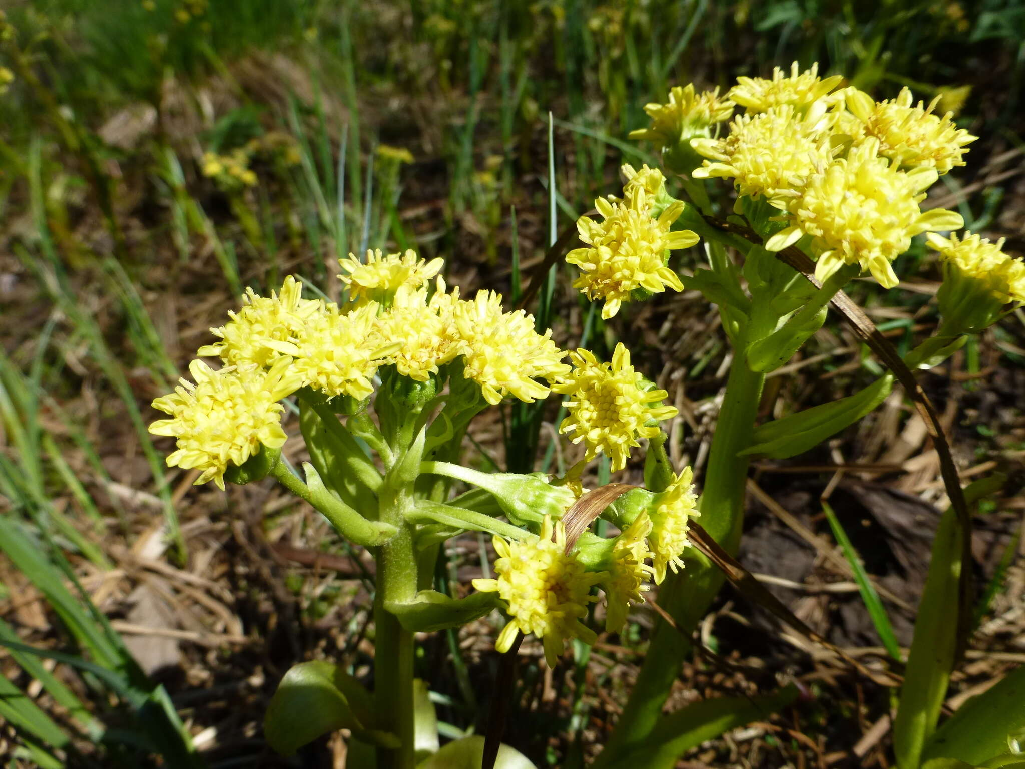 Слика од Petasites radiatus (Gmel.) J. Toman