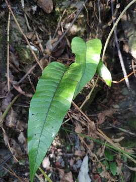 Image de Neocheiropteris ovata (Wall. ex Hook. & Grev.) Fraser-Jenkins