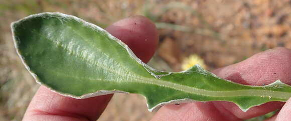 Image of harp onefruit