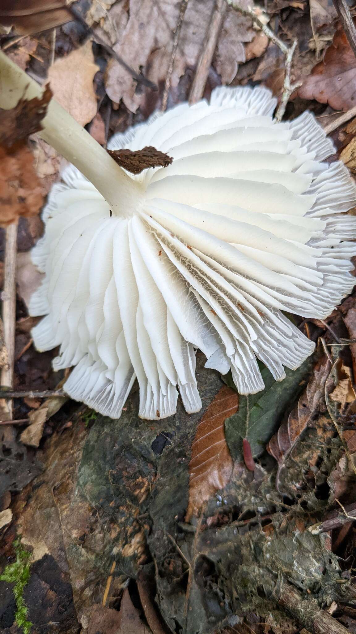 Image of Megacollybia clitocyboidea R. H. Petersen, Takehashi & Nagas. 2008