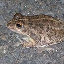 Image of Small Frog