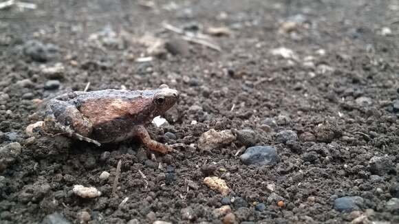 Image of Ant Frog