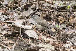 Image of Arrow-marked Babbler