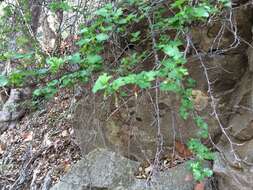 Image of hillside gooseberry