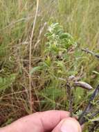 Image of Cytisus ruthenicus Wol.