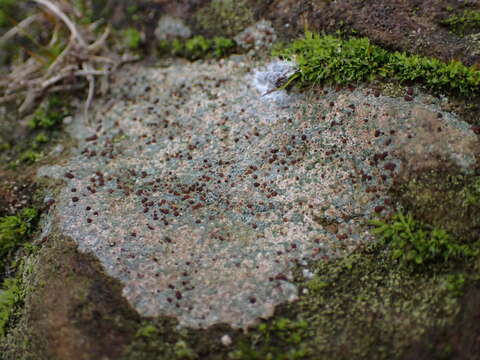 Image of disk lichen