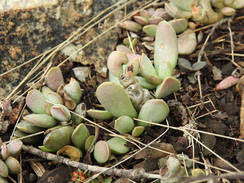 Image of Adromischus umbraticola C. A. Smith