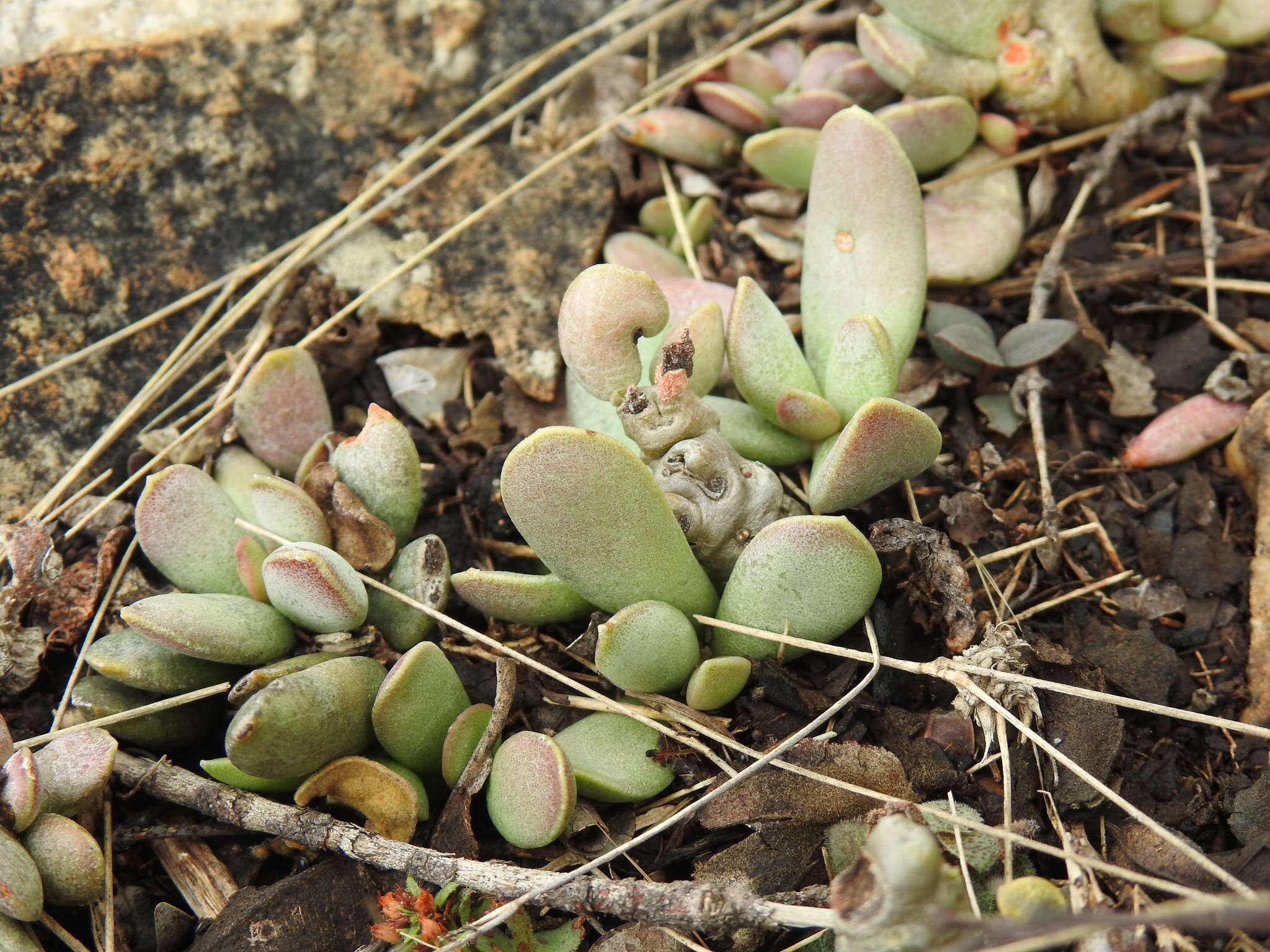 Image of Adromischus umbraticola subsp. umbraticola