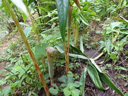 Imagem de Arisaema erubescens (Wall.) Schott