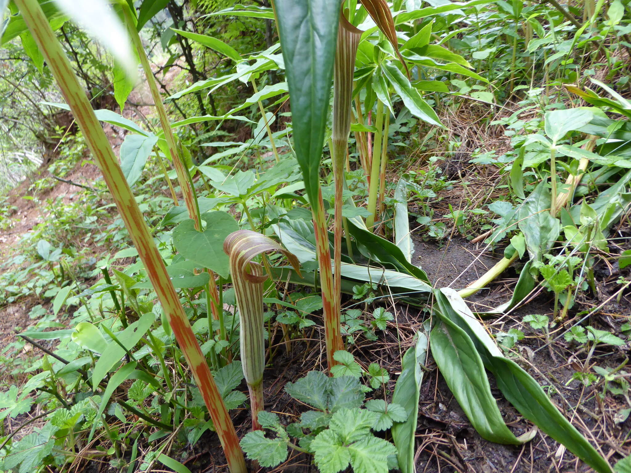 Imagem de Arisaema erubescens (Wall.) Schott