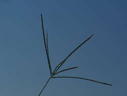 Image of hairy crabgrass