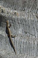 Image of Swanson’s snake-eyed skink