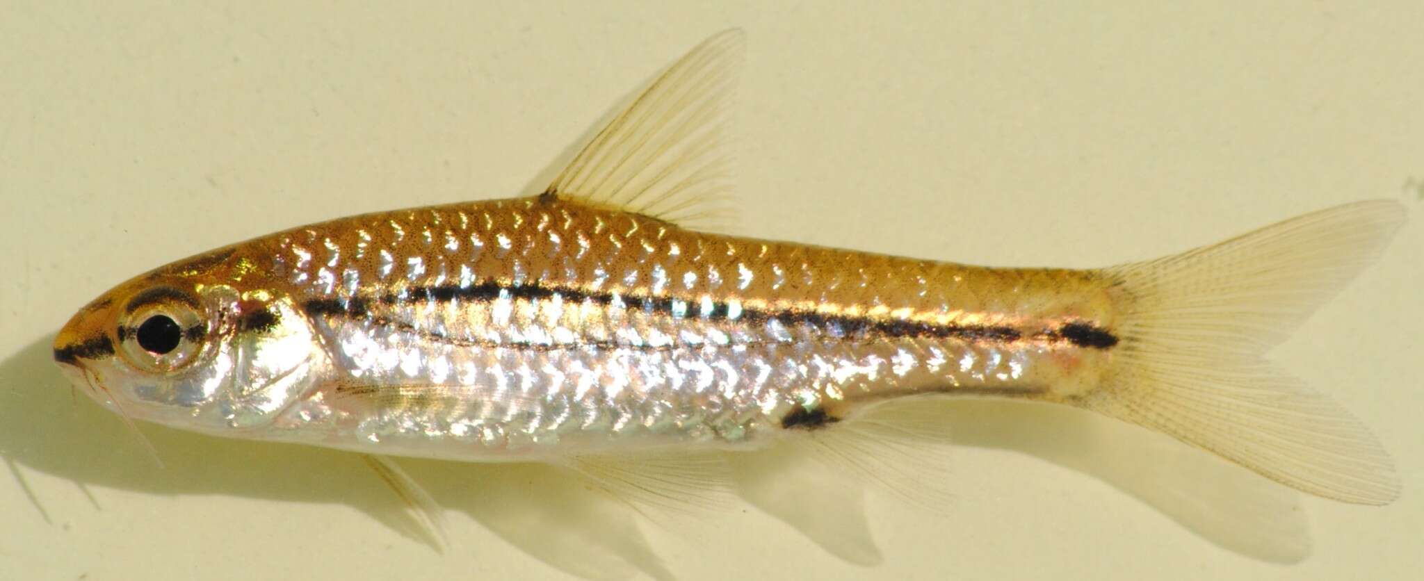 Image of Hyphen barb