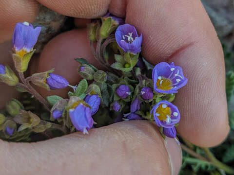 Image de Polemonium pulcherrimum subsp. pulcherrimum