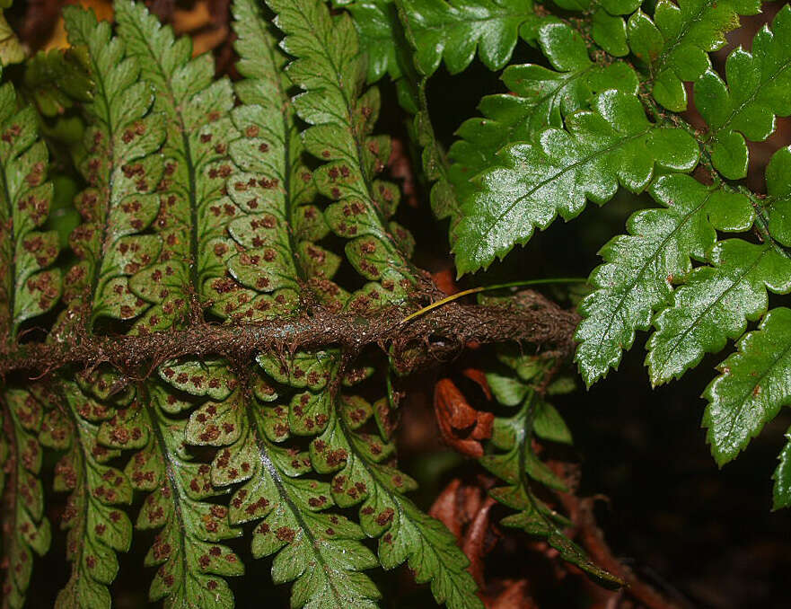 Image de Polystichum wawranum (Szyszyl.) Perrie