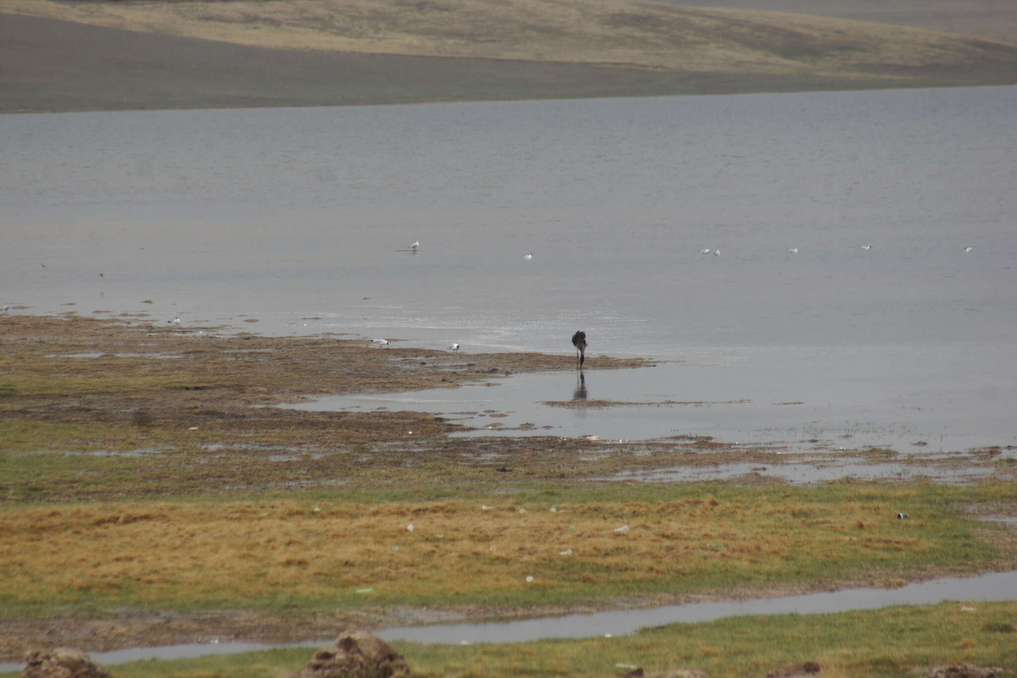 Image of Black-necked Crane