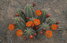 Image of Echinocereus gurneyi