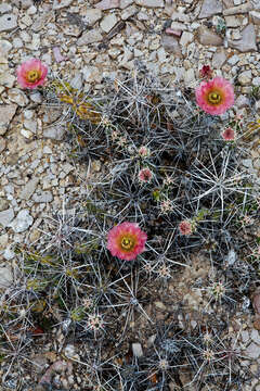 Image of Graham's pricklypear