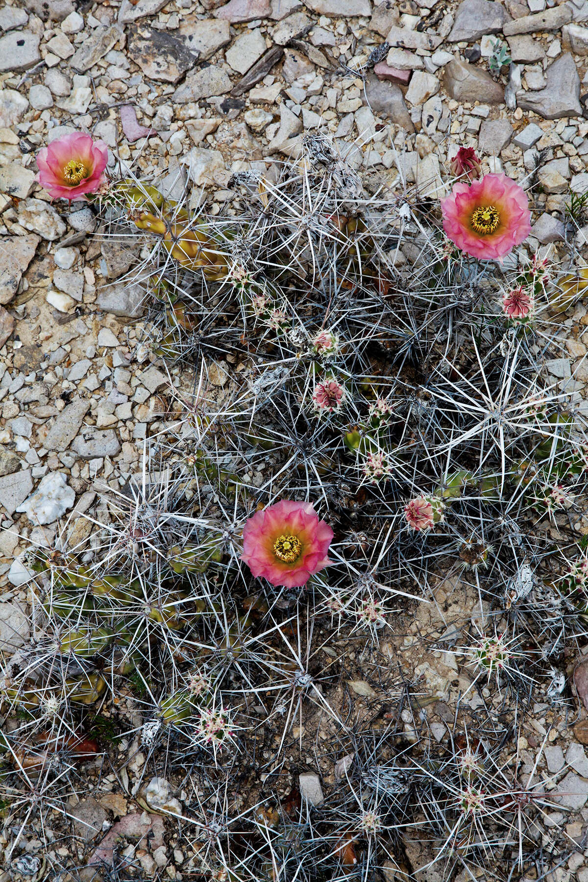 Image of Graham's pricklypear