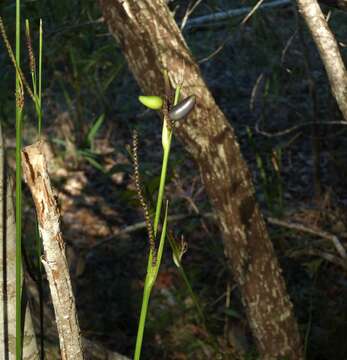 Image de Gymnostachys