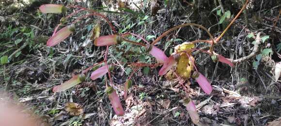 Image of Begonia erythrocarpa A. DC.