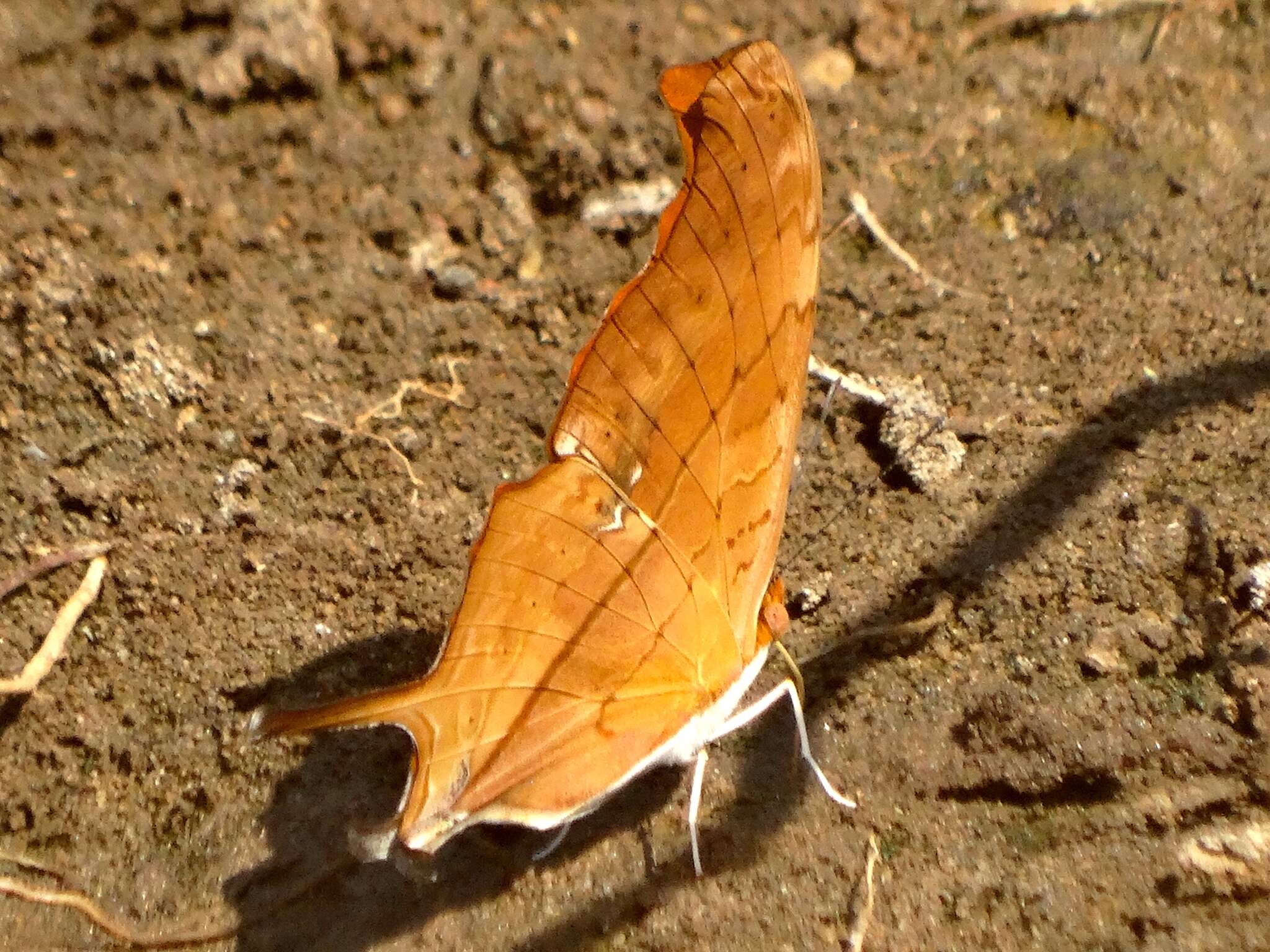 Image of Ruddy Daggerwing