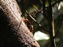 Image of Vespa mandarinia nobilis Sonan 1929