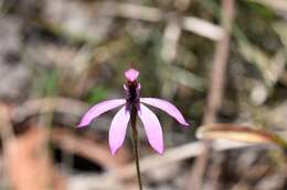 Image of Black-tongue caladenia