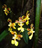 Image of mule-ear orchid