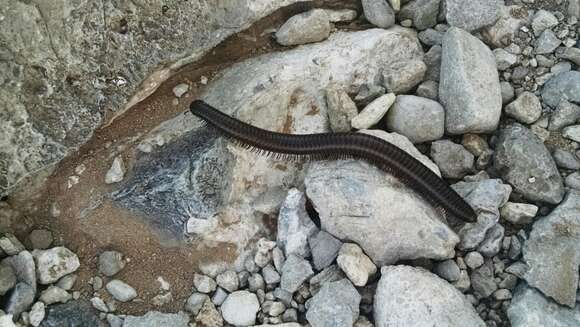 Image of Orthoporus ornatus (Girard 1853)