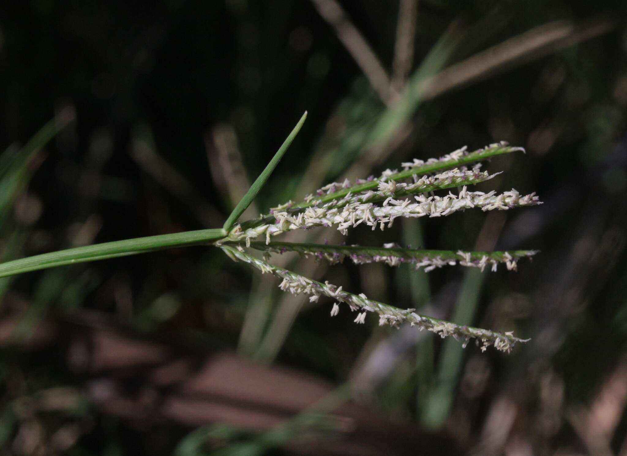 Image of Bermudagrass