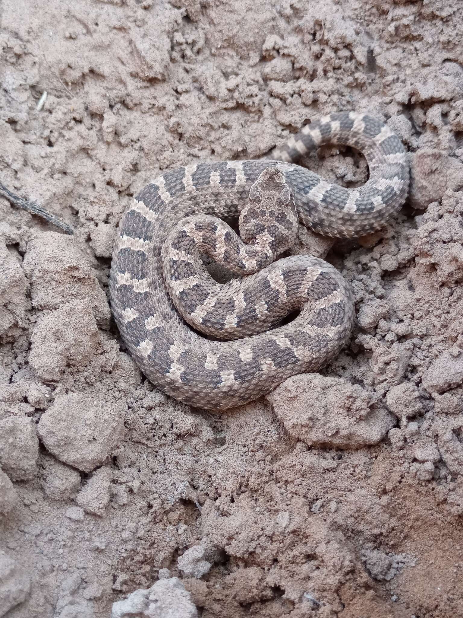 Imagem de Bothrops ammodytoides Leybold 1873