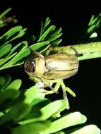 Image of Adoretus (Adoretus) ictericus Burmeister 1844