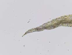 Image of Dicranella rufescens (Dicks.) Schimp.