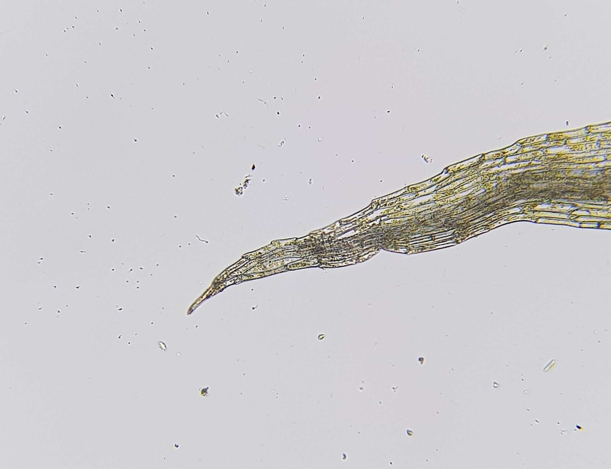 Image of Dicranella rufescens (Dicks.) Schimp.