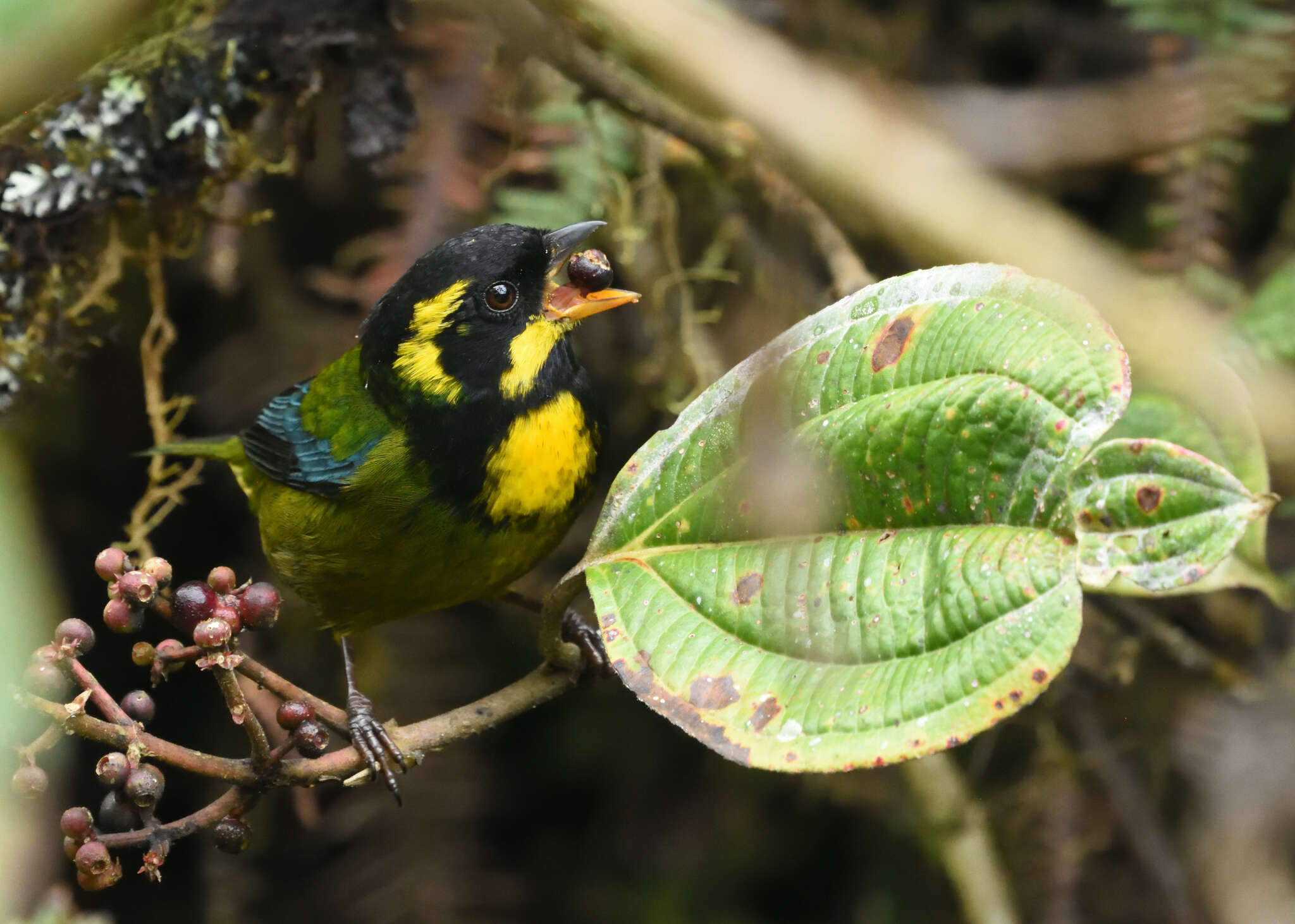 Image of Gold-ringed Tanager