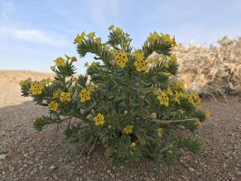 Слика од Arnebia guttata Bunge