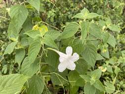 Image of Ruellia pringlei Fern.